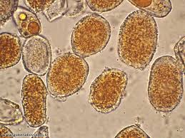 Attēlu rezultāti vaicājumam “Uromyces dactylidis”