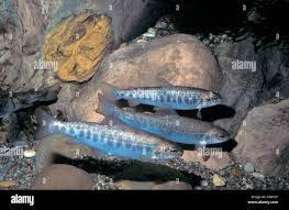 Image result for Salmo macrostigma