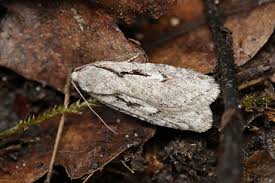 Attēlu rezultāti vaicājumam “Semioscopis avellanella”