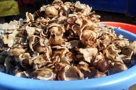 Attēlu rezultāti vaicājumam “Geopora arenicola”