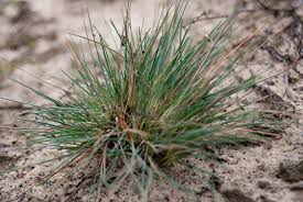 Attēlu rezultāti vaicājumam “Corynephorus canescens”