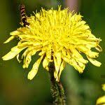 Attēlu rezultāti vaicājumam “Hypochaeris maculata leaf”