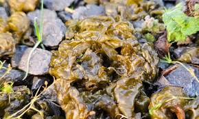 Attēlu rezultāti vaicājumam “Nostoc commune”