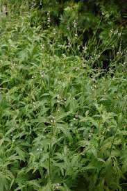 Image result for Verbena officinalis