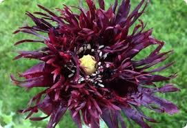 Image result for Papaver somniferum Black
