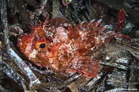 Image result for Scorpaena porcus