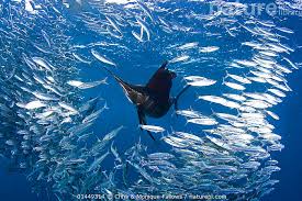 Image result for Istiophorus platypterus