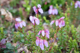 Attēlu rezultāti vaicājumam “Empetrum nigrum flower”
