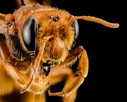 Attēlu rezultāti vaicājumam “Andrena”