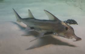 Image result for Callorhinchus capensis