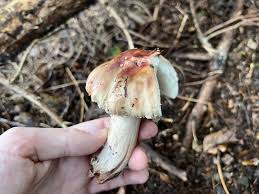 Attēlu rezultāti vaicājumam “Amanita rubescens”