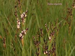 Attēlu rezultāti vaicājumam “Carex digitata”