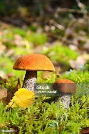 Attēlu rezultāti vaicājumam “Lycogala cf. fossiculatum macro”