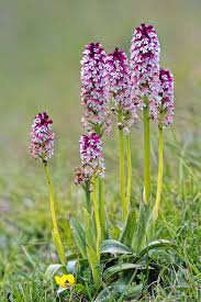 Attēlu rezultāti vaicājumam “Orchis ustulata flower”