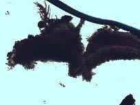 Attēlu rezultāti vaicājumam “Octospora splachnophila spores”