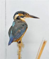 Attēlu rezultāti vaicājumam “Alcedo atthis”