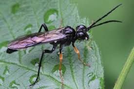 Attēlu rezultāti vaicājumam “Tenthredo mandibularis”