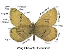 Attēlu rezultāti vaicājumam “Clossiana selene upperside”