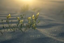 Attēlu rezultāti vaicājumam “Linaria loeselii”