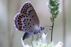 Attēlu rezultāti vaicājumam “Plebejus argus female”