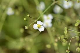 Attēlu rezultāti vaicājumam “Alisma lanceolatum”