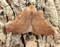 Attēlu rezultāti vaicājumam “Colotois pennaria”