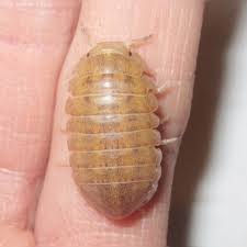 Attēlu rezultāti vaicājumam “Euura brevicornis”