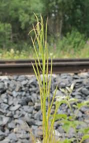 Attēlu rezultāti vaicājumam “Erysimum hieracifolium”