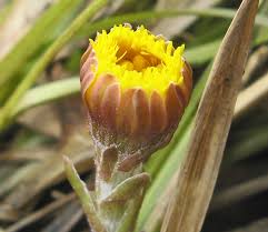 Attēlu rezultāti vaicājumam “Oenothera rubricauli bud”