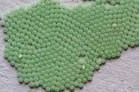 Attēlu rezultāti vaicājumam “Noctua fimbriata imago”