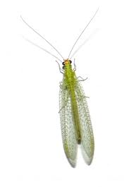 Attēlu rezultāti vaicājumam “Chrysopa”