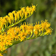 Attēlu rezultāti vaicājumam “Solidago canadensis”