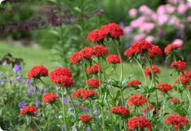 Image result for Lychnis chalcedonica `Dusky Salmon`