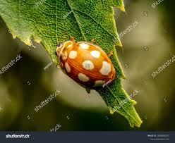 Attēlu rezultāti vaicājumam “Calvia quatuordecimguttata”