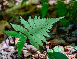 Attēlu rezultāti vaicājumam “Phegopteris connectilis”