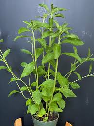 Image result for Stevia rebaudiana
