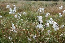 Attēlu rezultāti vaicājumam “Eriophorum latifolium fruit”