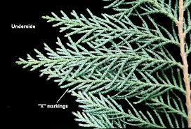 Attēlu rezultāti vaicājumam “Chamaecyparis lawsoniana”