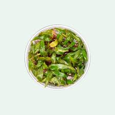 Attēlu rezultāti vaicājumam “Cryptocala chardinyi”