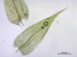 Attēlu rezultāti vaicājumam “Drepanocladus aduncus”