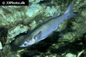 Image result for Chelon labrosus
