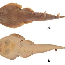 Image result for Acroteriobatus annulatus