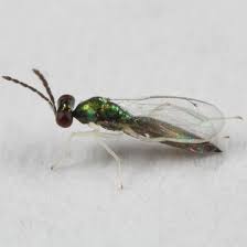Attēlu rezultāti vaicājumam “Phyllonorycter sp.”