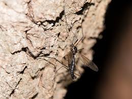 Attēlu rezultāti vaicājumam “Dictenidia bimaculata male”