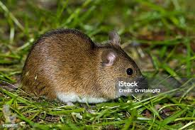 Attēlu rezultāti vaicājumam “Apodemus agrarius”