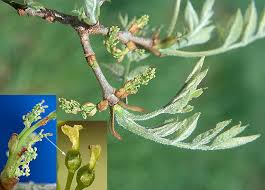 Attēlu rezultāti vaicājumam “Fraxinus pennsylvanica female flower”
