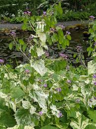 Image result for Lunaria annua