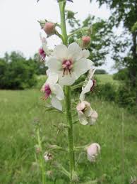 Attēlu rezultāti vaicājumam “Scrophulariaceae”