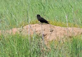 Image result for Melanocorypha yeltoniensis