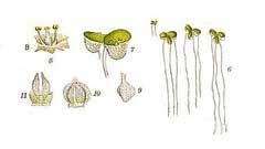 Attēlu rezultāti vaicājumam “Lemna gibba”